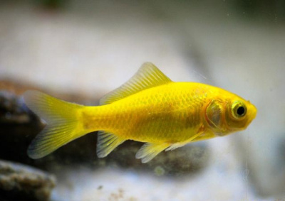 Комета Лимонная (SM) Carassius auratus