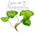 Сингониум Белая Бабочка, шт Syngonium White Butterfly