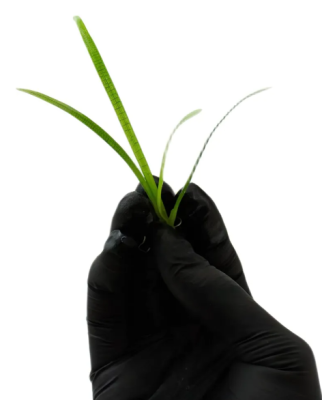 Саггитария Субулата, шт