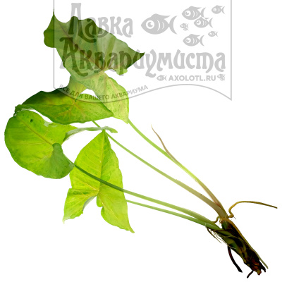 Сингониум Красный рыцарь, шт Syngonium Red Knight