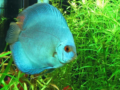 Дискус Голубой Кобальт Symphysodon aequifasciata