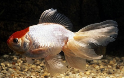 Вуалехвост Красная Шапочка (S) Carassius auratus