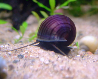 Улитка ампулярия Черничная (фиолетовая)