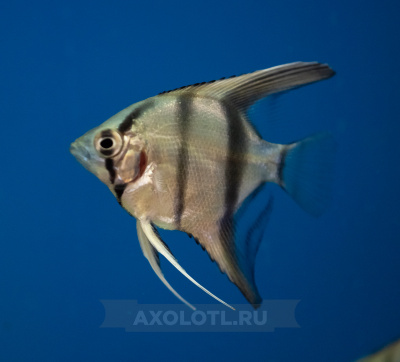 Скалярия mix, SM