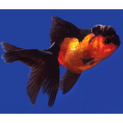 Оранда Черно-Золотая (L) Carassius auratus