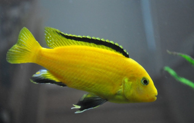 Лабидохромис Еллоу Labidochromis caeruleus