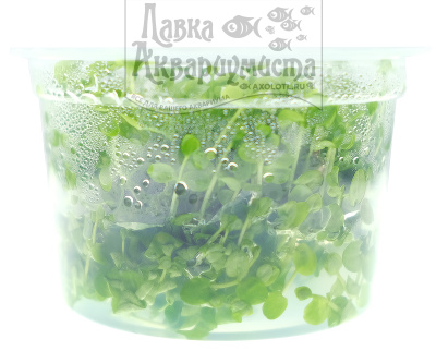 Микрантенум Монте-Карло (меристемное растение), d 6,5