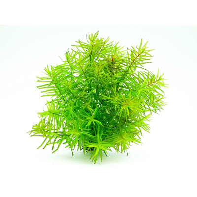 Дидиплис Диандра, с грузом