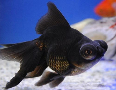 Телескоп Чёрный (SM)  Carassius auratus