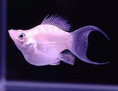 Моллинезия Баллон Серебряная Лира