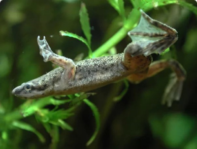 Лягушка Карликовая   Hymenochirus