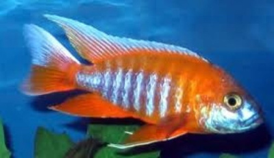 Аулонокара Аурика Красная Aulonocara sp.