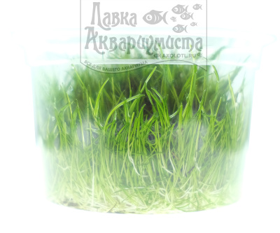 Элеохарис Крошечный (меристемное растение), ф60х40 мм