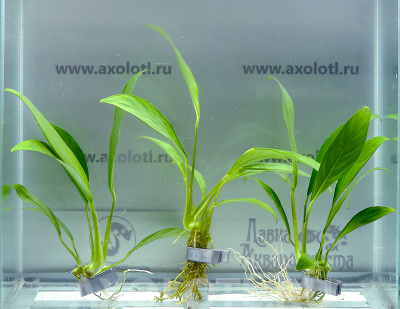 Анубиас Конгенсис Анубиас Конгенсис