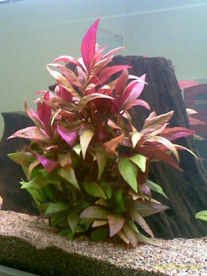 Альтернантера Лиловая, с грузом