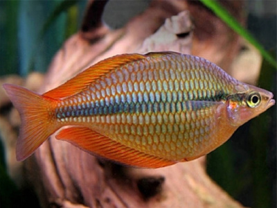 картинка Радужница трехполосая от магазина