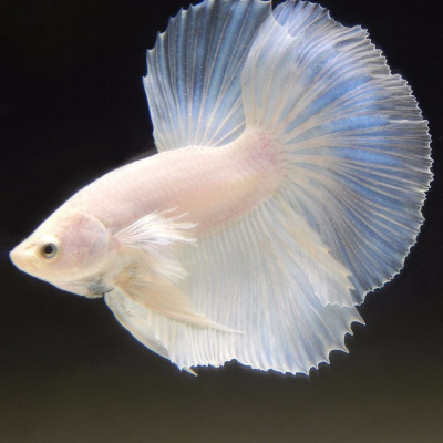 Петушок Халфмун Аквамарин (самец)