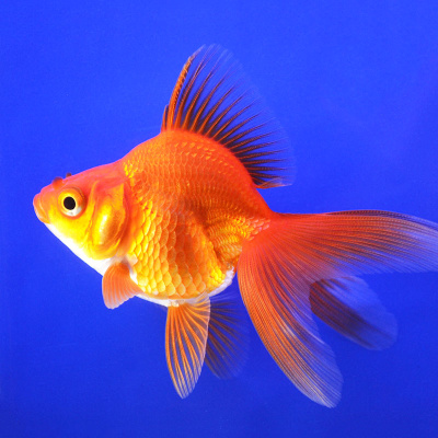 Риукин Красный (SM) Carassius auratus