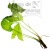 Сингониум Красный рыцарь, шт Syngonium Red Knight Сингониум Красный рыцарь, шт Syngonium Red Knight