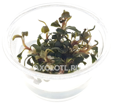 Буцефаландра Кедаганг Японская, (меристемное растение), d 6,5