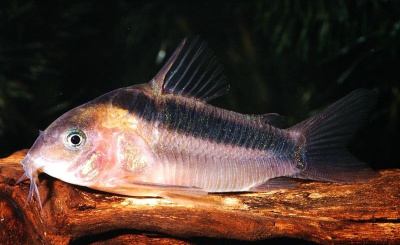 Коридорас Рабаути Corydoras rabauti