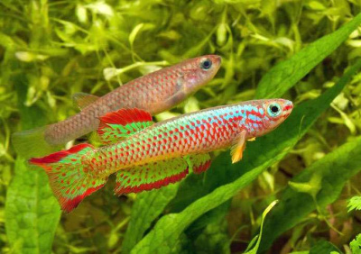 Афиосемион Габонский