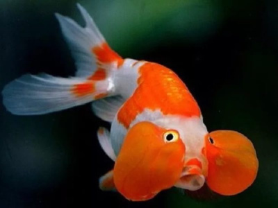 Водяные глазки красно-белые (M) Carassius auratus