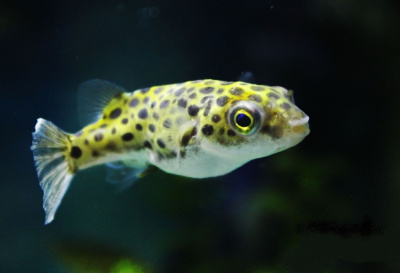 Тетраодон Карликовый Жёлтый