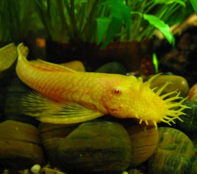 Анциструс Золотой, M Анциструс Золотой, M