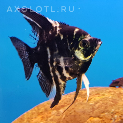 Скалярия mix, ML