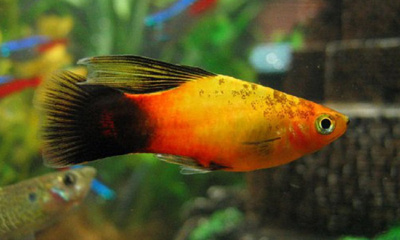 Пецилия Высокоплавничная Сансет Чернохвостая