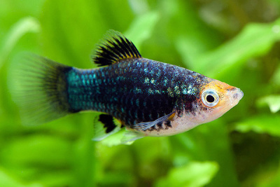 Пецилия Черная