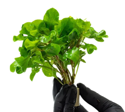 Альтернантера Бетзикиана зеленая с грузом