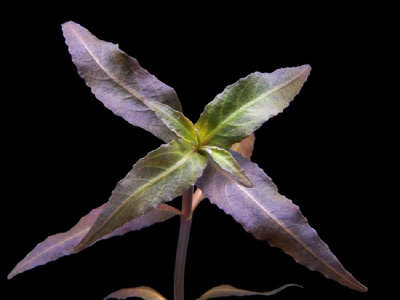 Гратиола Красная, с грузом