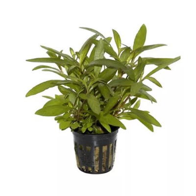 Гигрофила Сиамская, с грузом