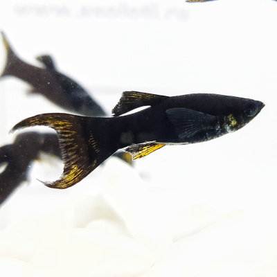 Моллинезия Черная Лира