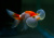 Водяные Глазки Красные (L) Carassius auratus