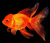 Оранда Красная (L) Carassius auratus