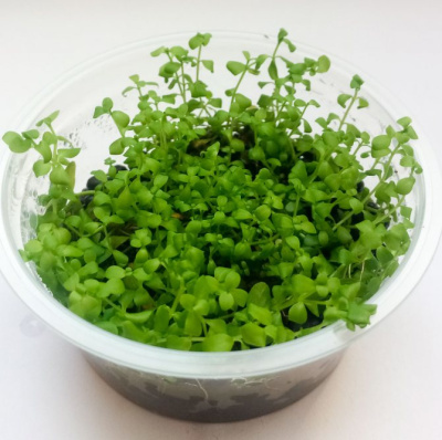 Микрантенум Монте Карло d 6,5 см