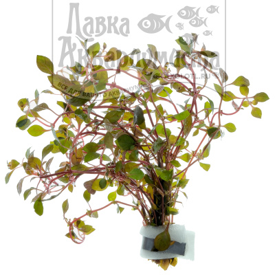 Людвигия Ползучая Рубин, шт