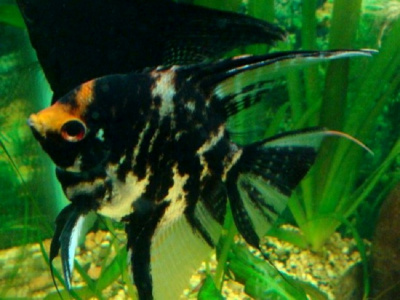 Скаляр Мрамор, ML