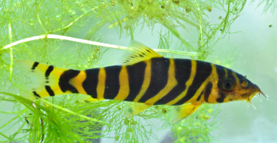 картинка Боция Дарио от магазина