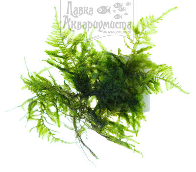 Мох Большая Южная Америка, 1 гр