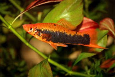 Меченосец Красный Тукседо Меченосец Красный Тукседо