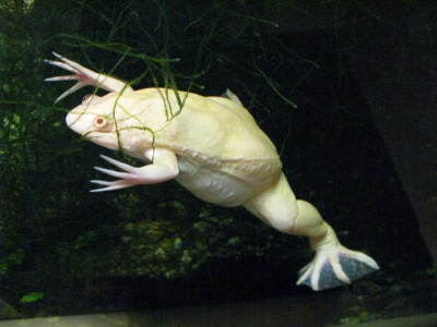 Лягушка Ксенопус белая Xenopus levis