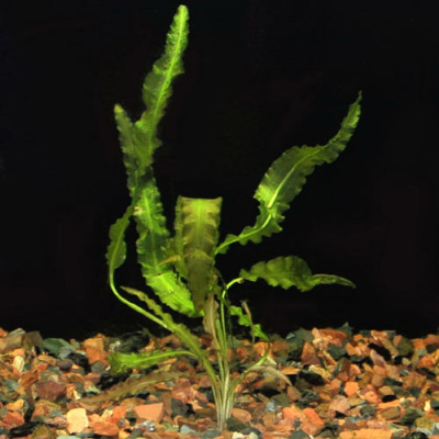 Апоногетон Криспус, с грузом Апоногетон Криспус, с грузом