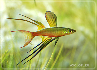 Ириатерина Вернера Iriatherina werneri Ириатерина Вернера Iriatherina werneri