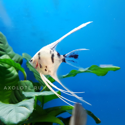 Скалярия mix, SM Скалярия mix, SM