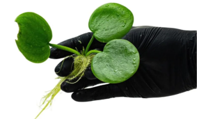 Лимнобиум Плавающий, шт