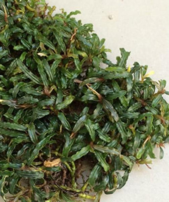 Буцефаландра Bucephalandra sp. Mini Catherinae